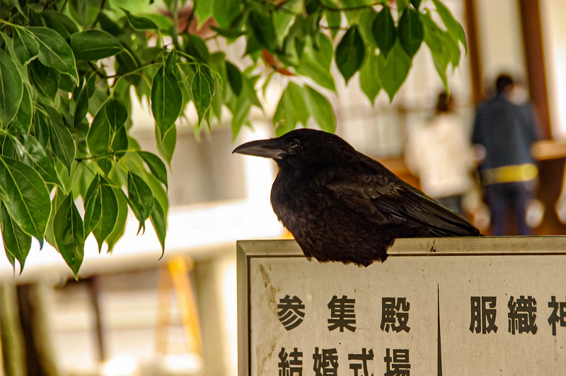 神使