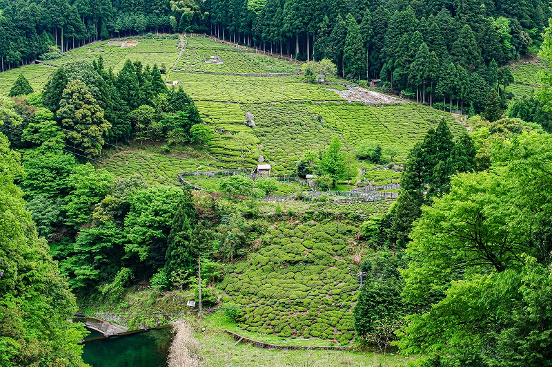 茶畑（岐阜県揖斐川町）