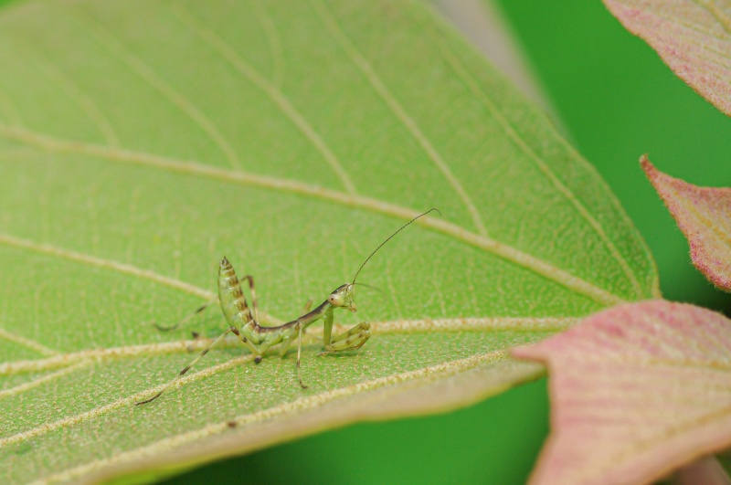 ハラビロカマキリ