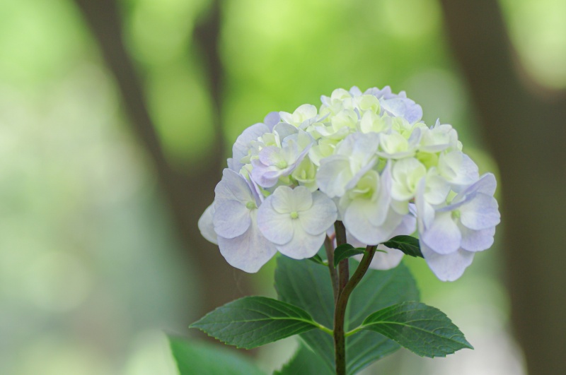 紫陽花