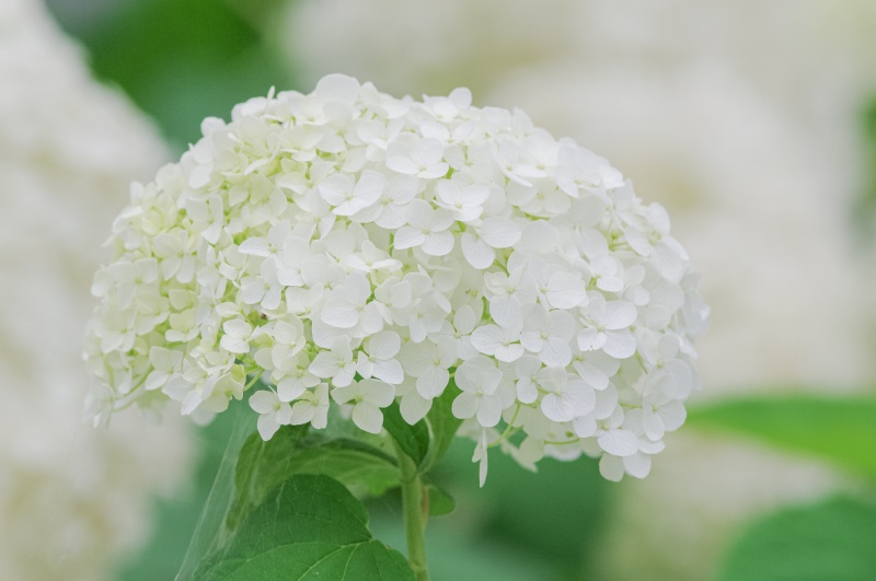 白紫陽花