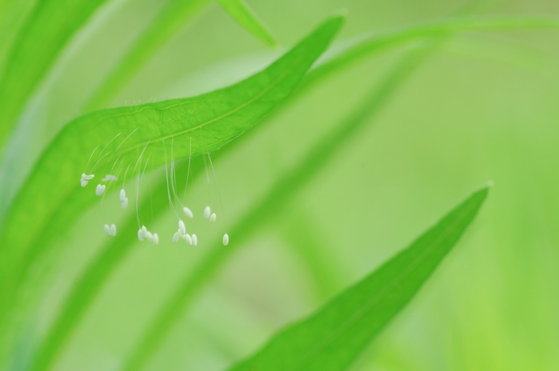 うどんげの花