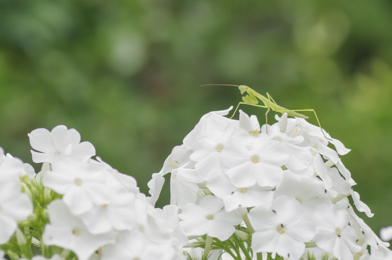 カマキリ