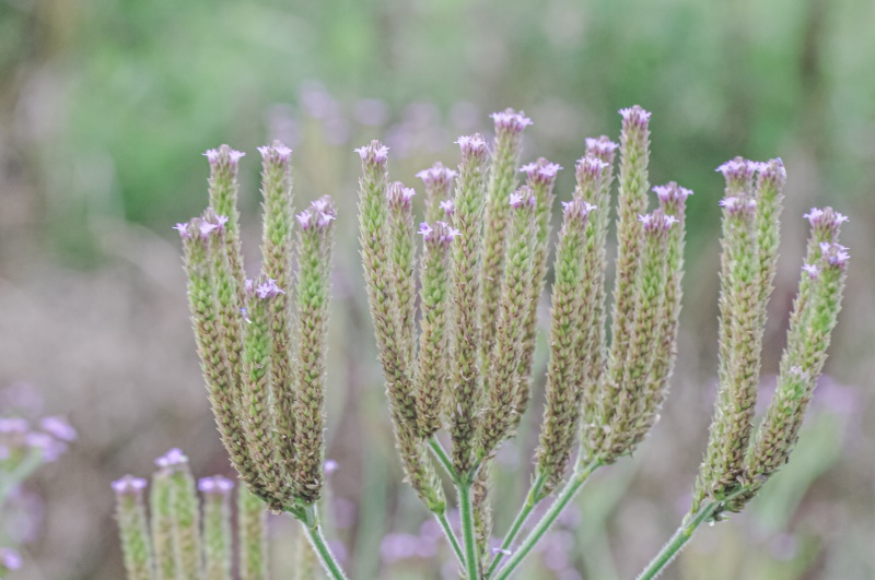 ダキバアレチハナガサ
