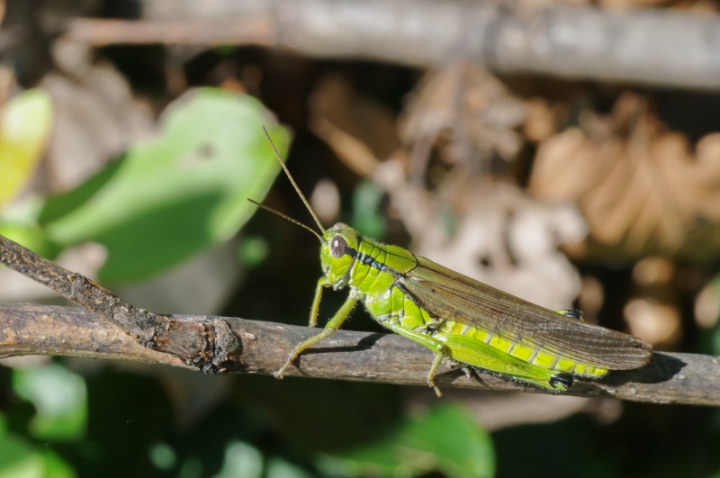 ハネナガフキバッタ