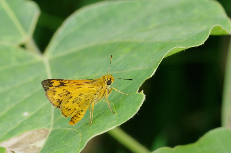 キマダラセセリ