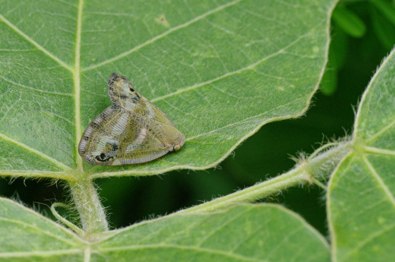 ベッコウハゴロモ