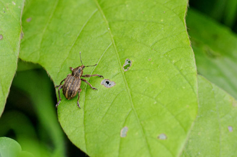 アルファルファタコゾウムシ