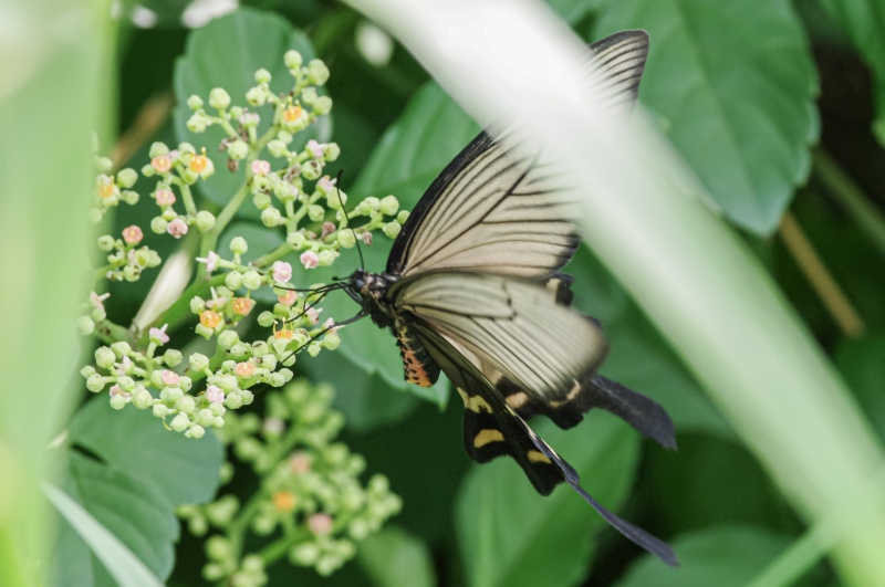 ジャコウアゲハ