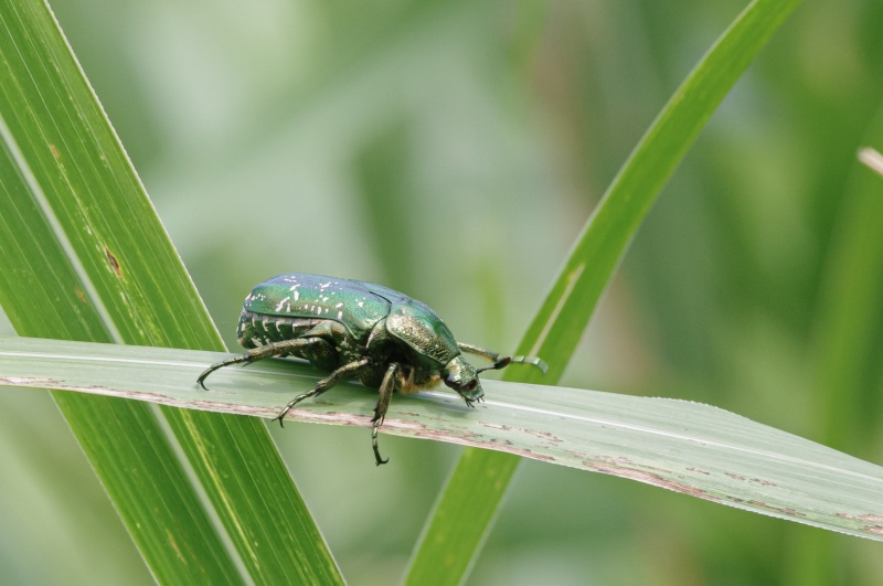 シロテンハナムグリ