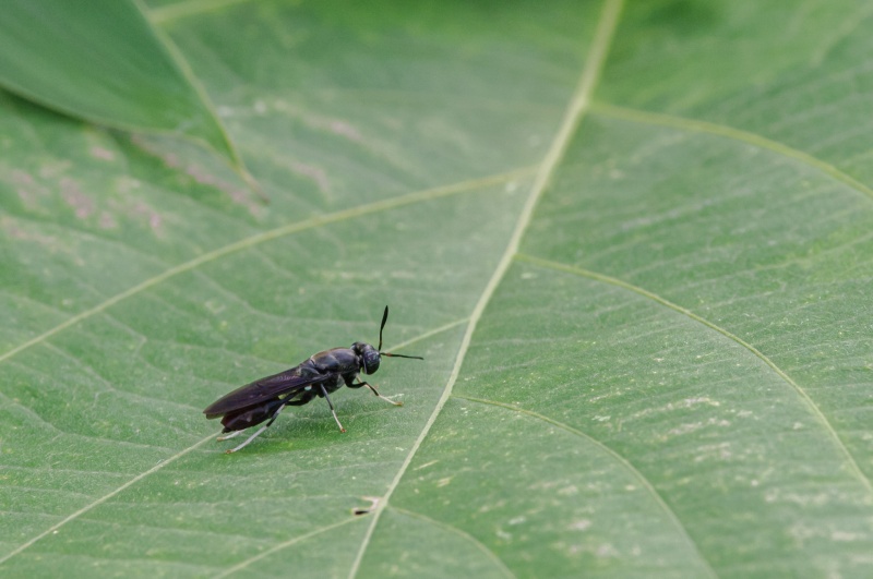 アメリカミズアブ