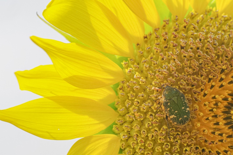 コアオハナムグリ