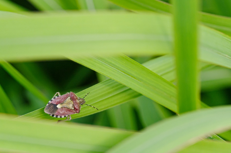 ブチヒゲカメムシ