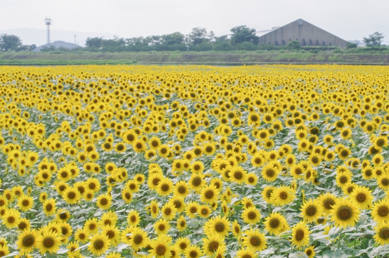 大垣ひまわり畑