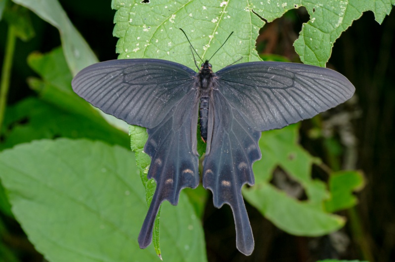 ジャコウアゲハ