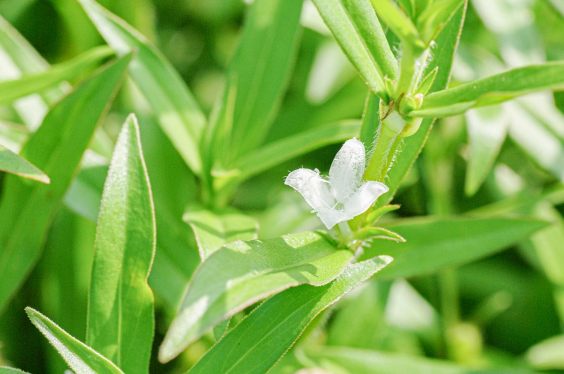 メリケンムグラ