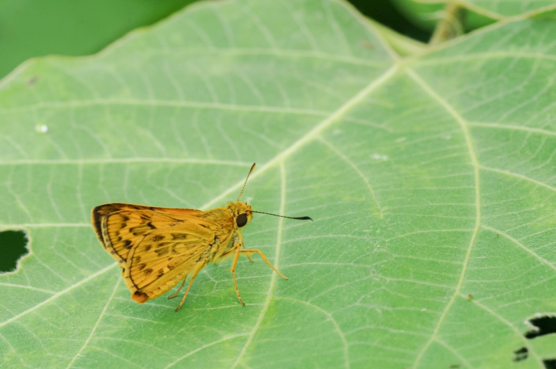 キマダラセセリ