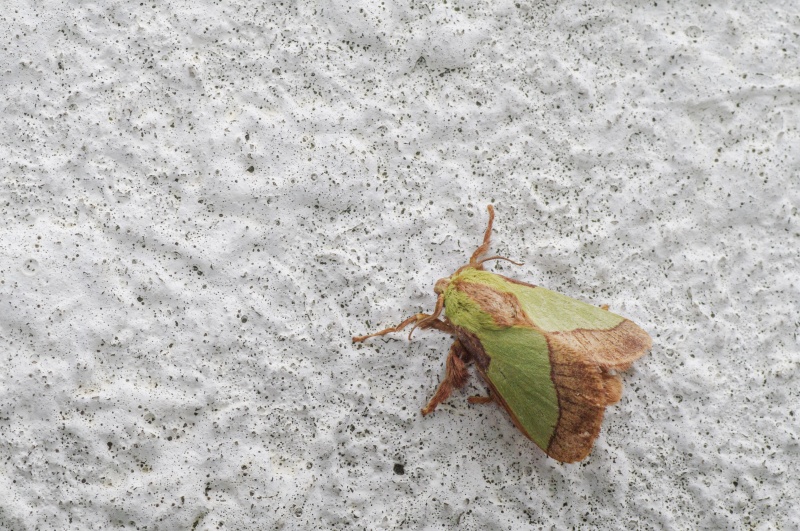 ヒロヘリアオイラガ