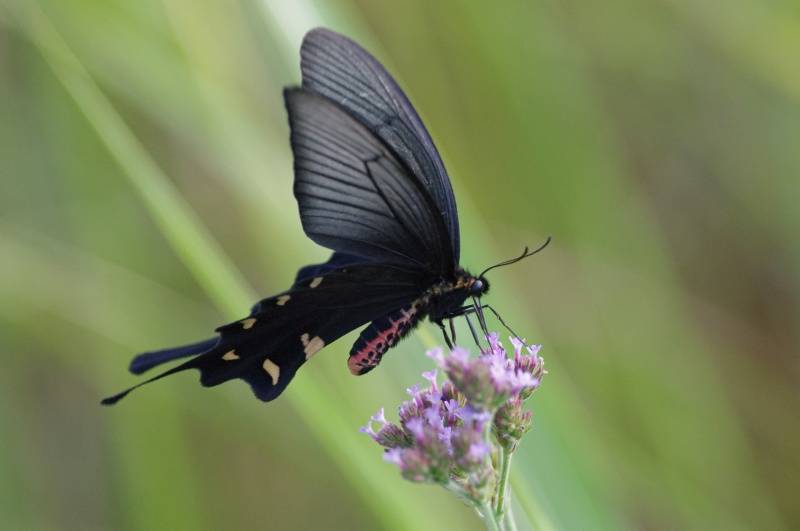 ジャコウアゲハ