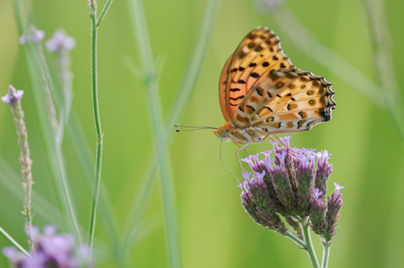 ツマグロヒョウモン