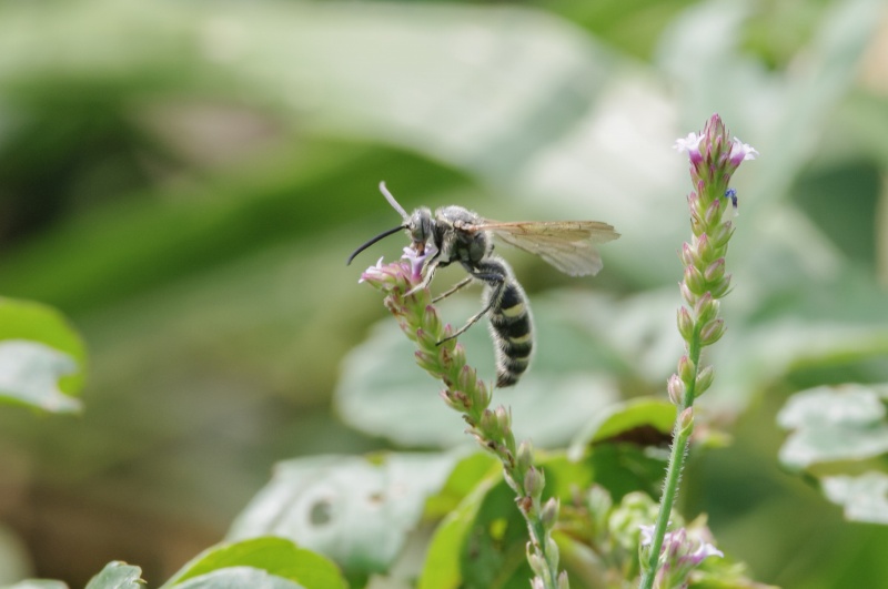ヒメハラナガツチバチ