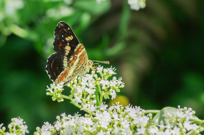 サカハチチョウ