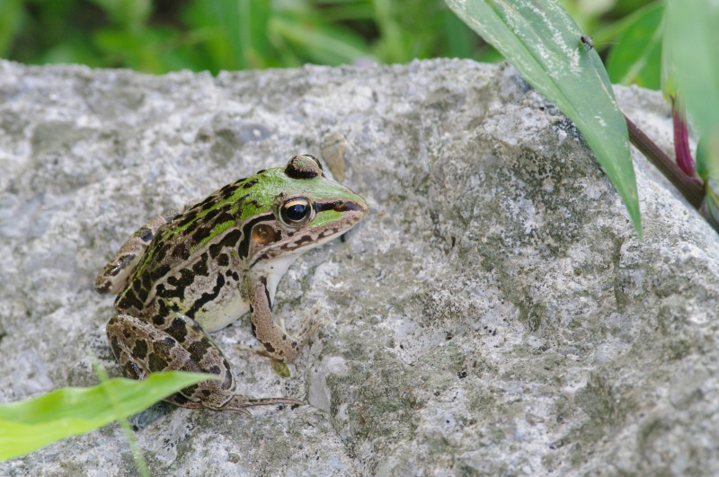 トノサマガエル