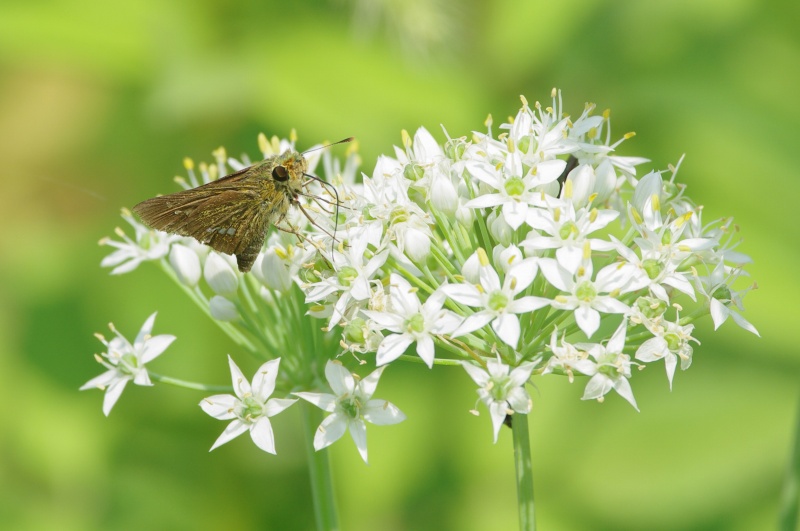 イチモンジセセリ