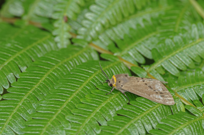 クワゴマダラヒトリ