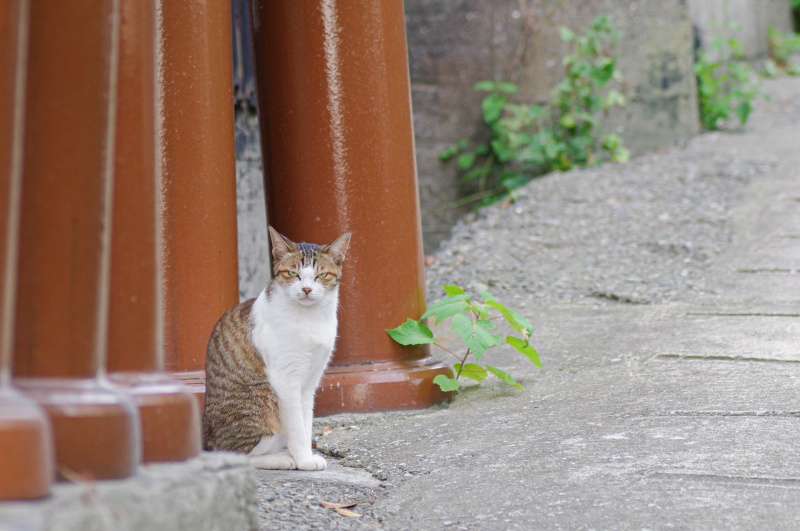 土管の町の猫