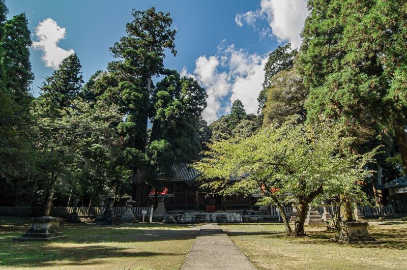 伊富岐神社（拝殿・大杉）