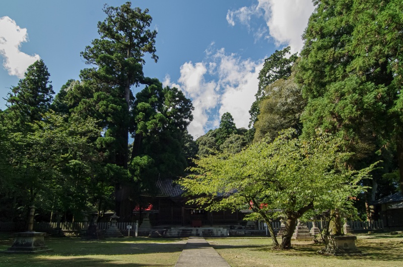 伊富岐神社（拝殿・大杉）