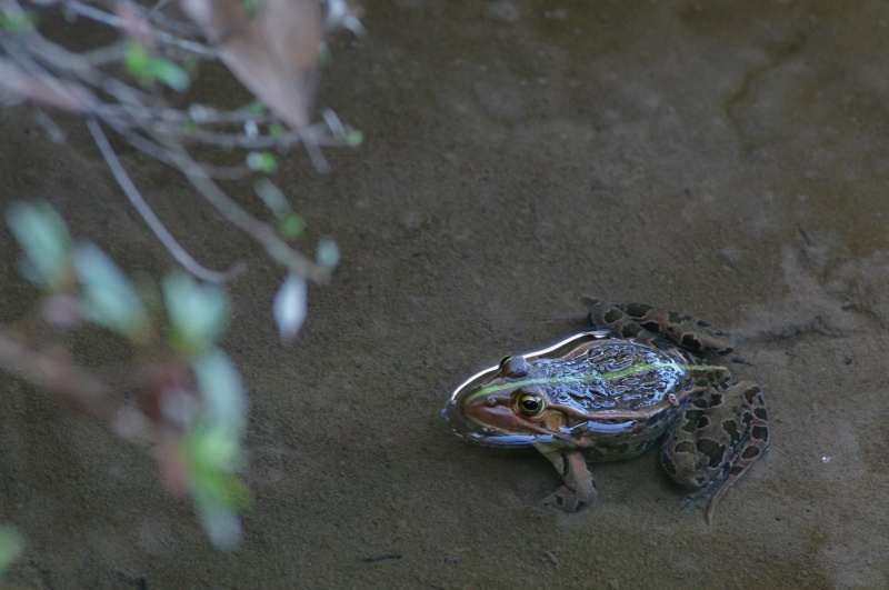 トノサマガエル
