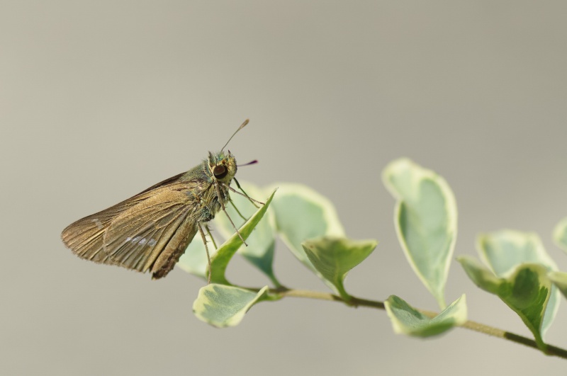 イチモンジセセリ