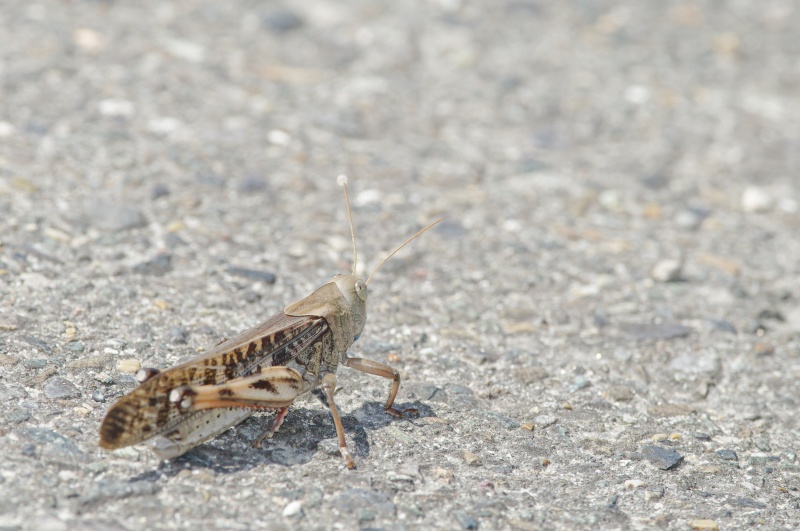 トノサマバッタ