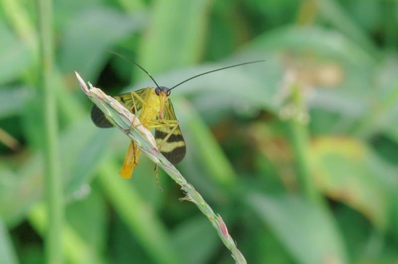 ヤマトシリアゲ