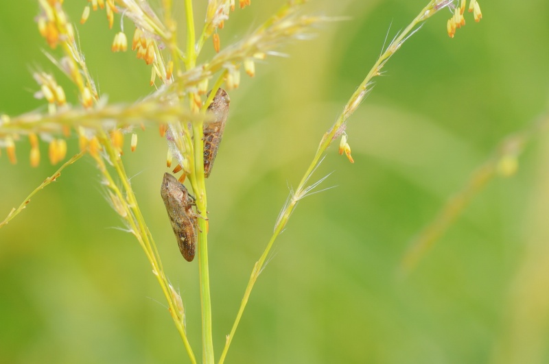 モンキアワフキ