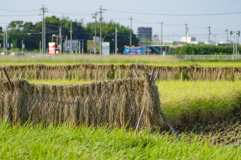 稲架掛け