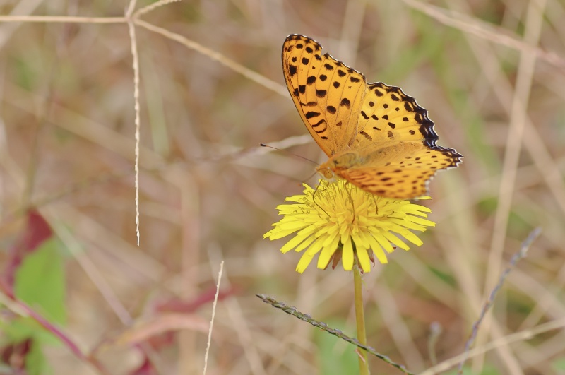 ツマグロヒョウモン