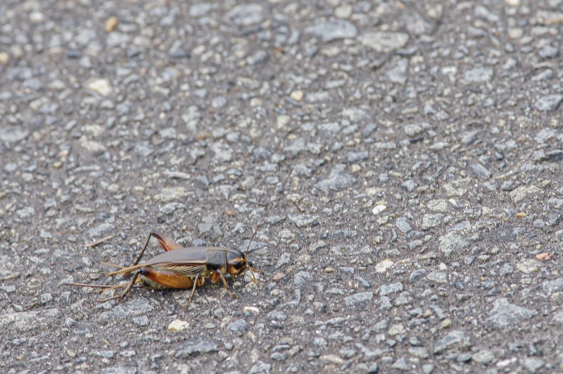 エンマコオロギ