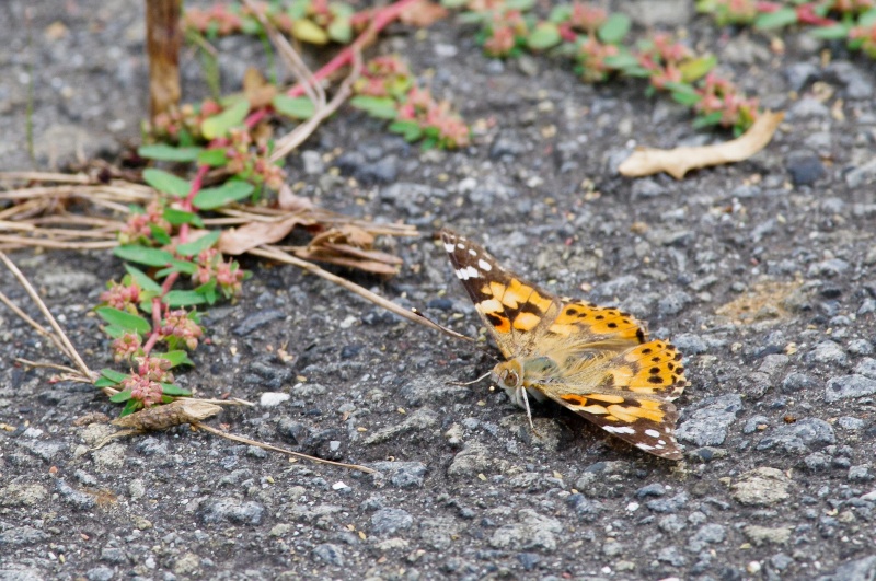 ヒメアカタテハ