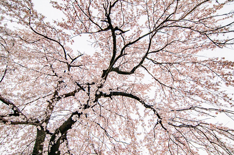 桜雨