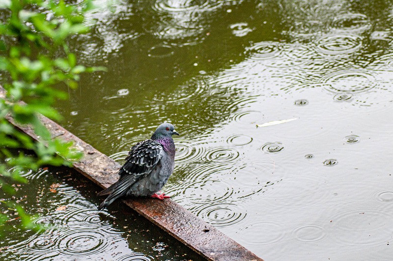 雨曜日