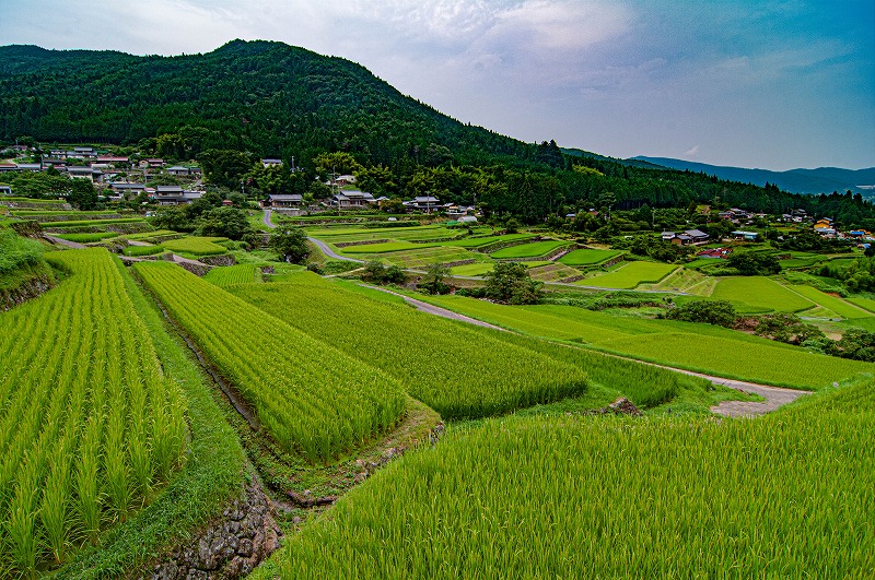 坂折棚田