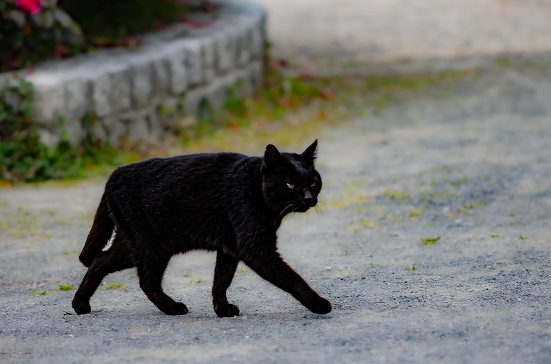 黒猫の横切り