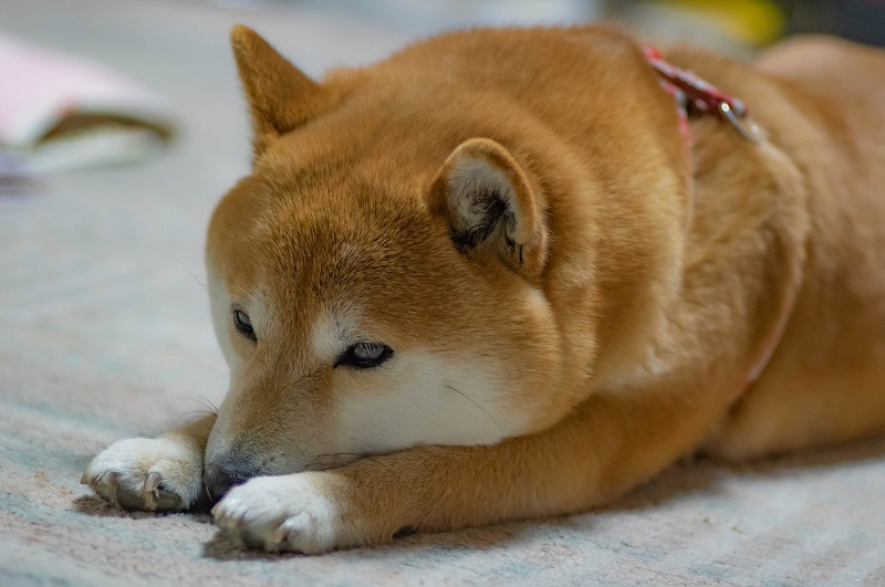 ホットカーペット大好き