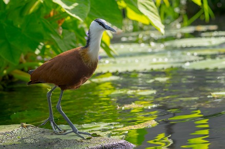 【写真】アフリカレンカク