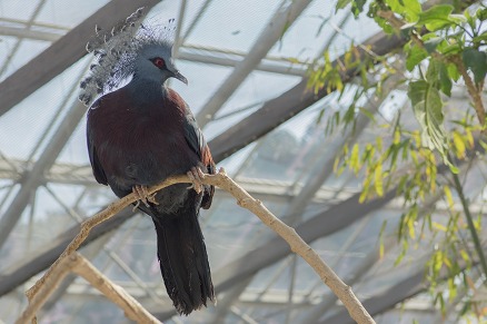 【写真】オウギバト