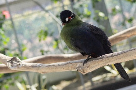 【写真】オウカンエボシドリ