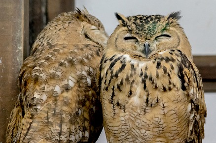 【写真】おやすみのキス